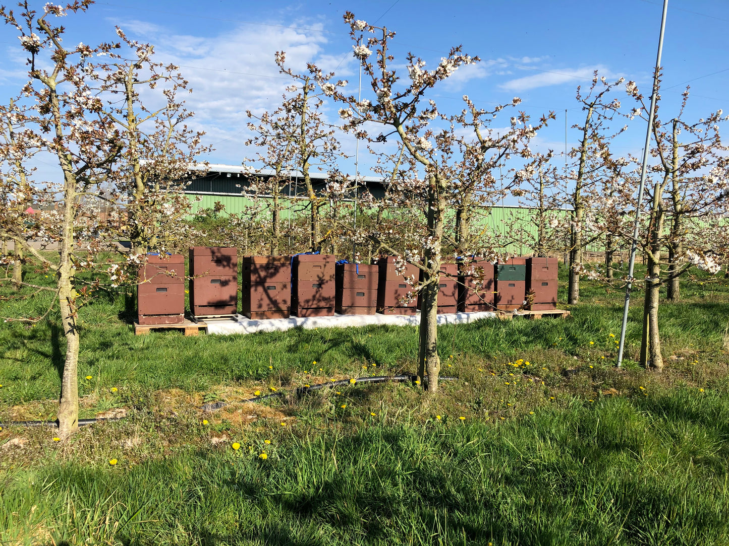 Obstblütenhonig