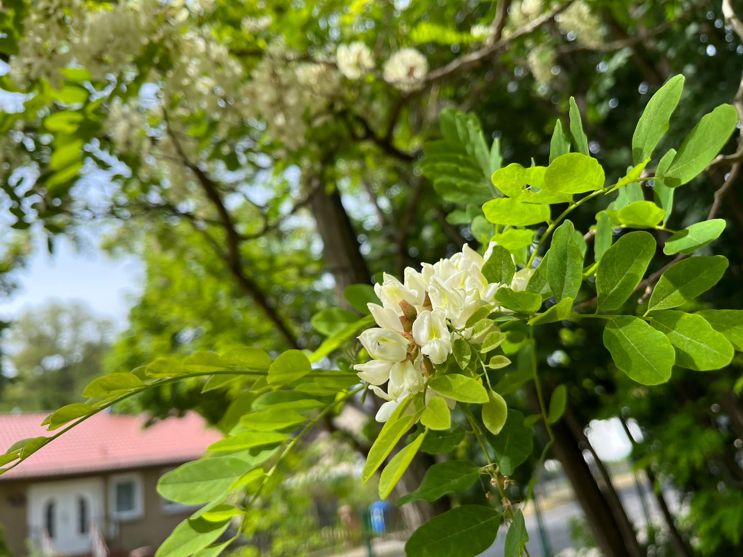 Akazienhonig